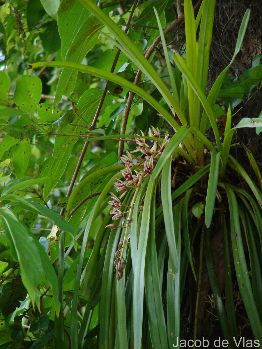 Cymbidium aloifolium (L.) Sw.